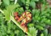 Erannis defoliaria